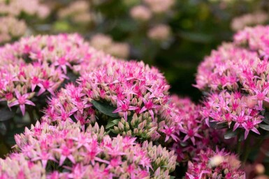 KÀrleksört Sedum spectabile 'Carl' 5-10 i kruka P9 Sedum spectabile 'Carl'