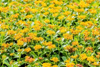 Kamschatka fetblad Sedum kamtschaticum 5-10 i kruka P9 Sedum kamtschaticum