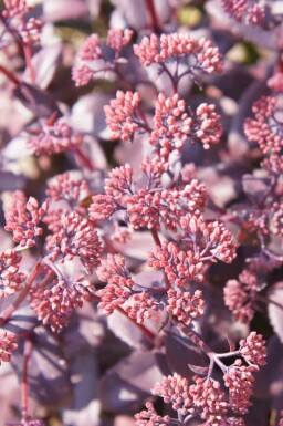Kärleksört Sedum telephium 'Karfunkelstein' 5-10 i kruka P9 Sedum telephium 'Karfunkelstein'