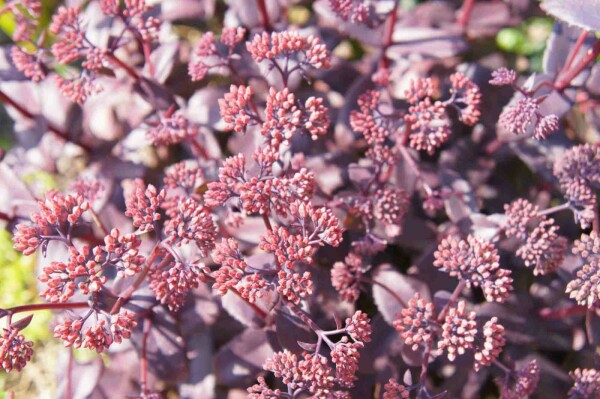Sedum telephium 'Karfunkelstein'