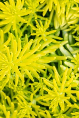 Taklök Sedum reflexum 'Angelina' 5-10 i kruka P9 Sedum reflexum 'Angelina'