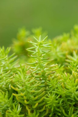 Sedum reflexum 'Angelina'
