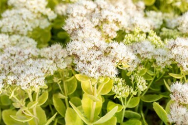 KÀrleksört Sedum spectabile 'Stardust' 5-10 i kruka P9 Sedum spectabile 'Stardust'