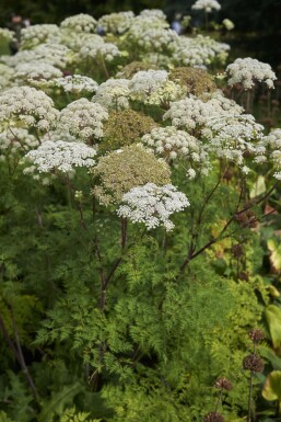 Selinum wallichianum