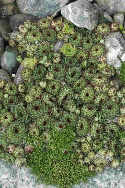 Taklök Sempervivum tectorum 5-10 i kruka P9 Sempervivum tectorum