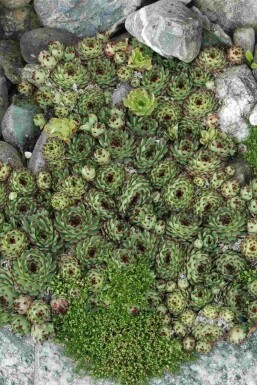 Taklök Sempervivum tectorum 5-10 i kruka P9 Sempervivum tectorum