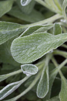 Bergste Sideritis syriaca 5-10 i kruka P9 Sideritis syriaca