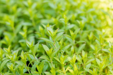 Höstglim Silene schafta 5-10 i kruka P9 Silene schafta