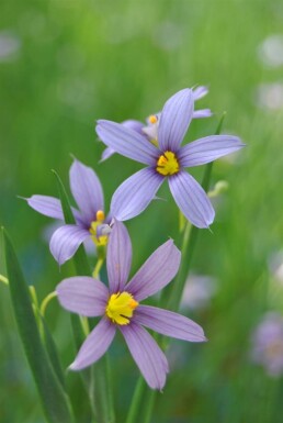 Sisyrinchium angustifolium