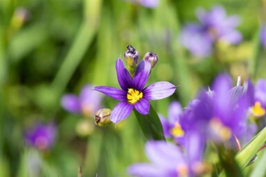 Sisyrinchium angustifolium
