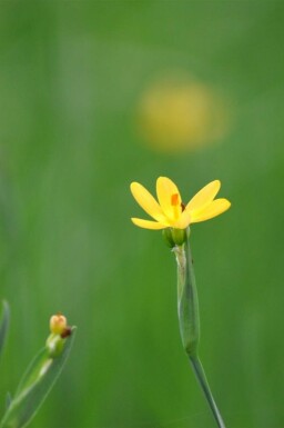 Gul ögontröst Sisyrinchium californicum 5-10 i kruka P9 Sisyrinchium californicum