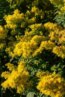 Gullris Solidago 'Golden Mosa' 5-10 i kruka P9 Solidago 'Golden Mosa'