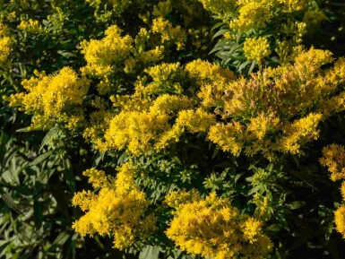 Gullris Solidago 'Golden Mosa' 5-10 i kruka P9 Solidago 'Golden Mosa'