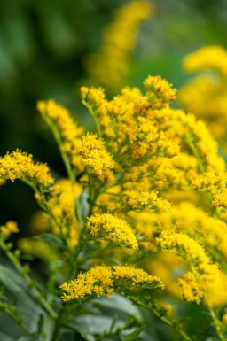 Gullris Solidago 'Strahlenkrone' 5-10 i kruka P9 Solidago 'Strahlenkrone'