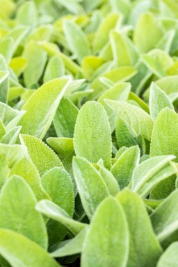 Lammöron Stachys byzantina 'Big Ears' 5-10 i kruka P9 Stachys byzantina 'Big Ears'