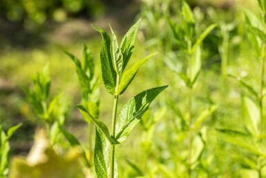 Stachys palustris