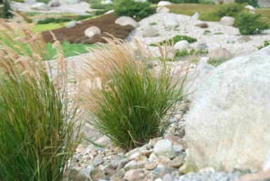Präriegräs Stipa calamagrostis 5-10 i kruka P9 Stipa calamagrostis