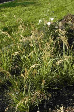 Fjädergräs Stipa capillata 5-10 i kruka P9 Stipa capillata