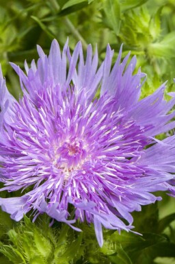 Blåstjärna Stokesia laevis 5-10 i kruka P9 Stokesia laevis