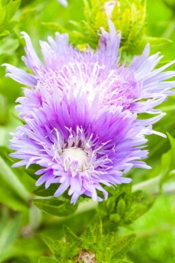 Blåstjärna Stokesia laevis 5-10 i kruka P9 Stokesia laevis