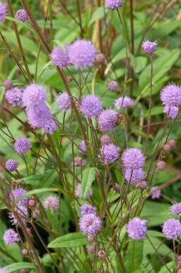 Ängsvädd Succisa pratensis 5-10 i kruka P9 Succisa pratensis