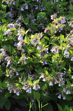 Blå vallört Symphytum azureum 5-10 i kruka P9 Symphytum azureum