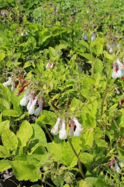 Balkansvallört Symphytum grandiflorum 'Wisley Blue' 5-10 i kruka P9 Symphytum grandiflorum 'Wisley Blue'
