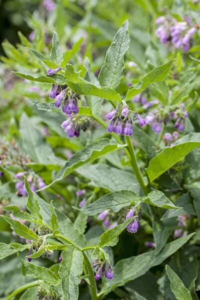 Symphytum officinale