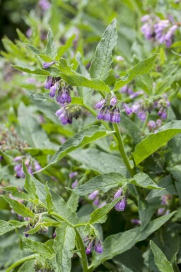 Äkta vallört Symphytum officinale 5-10 i kruka P9 Symphytum officinale