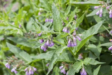 Symphytum officinale