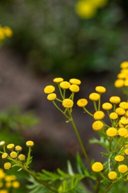 Renfana Tanacetum vulgare 5-10 i kruka P9 Tanacetum vulgare