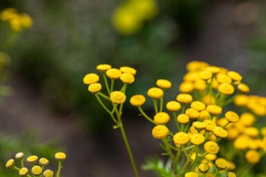 Renfana Tanacetum vulgare 5-10 i kruka P9 Tanacetum vulgare