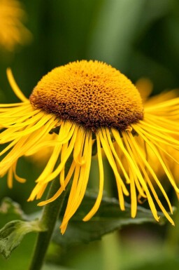 Strålöga Telekia speciosa 5-10 i kruka P9 Telekia speciosa