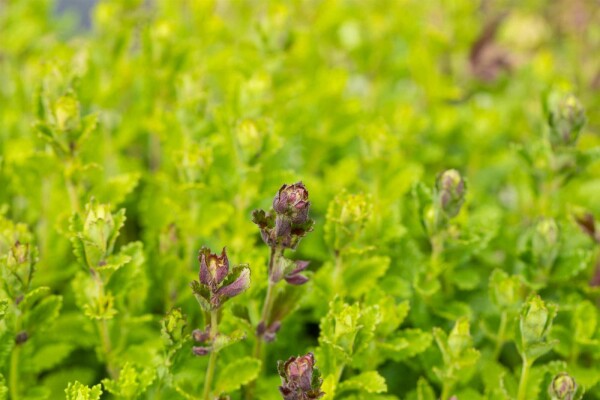 Teucrium chamaedrys