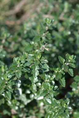 Germander Teucrium lucidrys 5-10 i kruka P9 Teucrium lucidrys