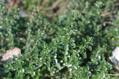 Germander Teucrium lucidrys 5-10 i kruka P9 Teucrium lucidrys