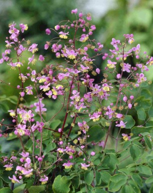 Riddarsporre Thalictrum rochebrunianum 5-10 i kruka P9 Thalictrum rochebrunianum