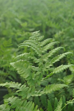 Thelypteris palustris