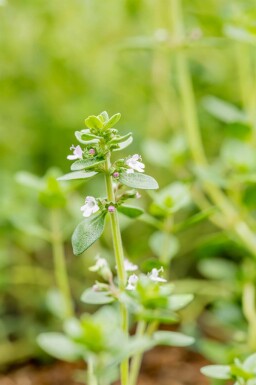 Citrontimjan Thymus citriodorus 5-10 i kruka P9 Thymus citriodorus
