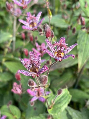 Skugglilja Tricyrtis formosana 5-10 i kruka P9 Tricyrtis formosana