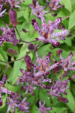 Skugglilja Tricyrtis hirta 5-10 i kruka P9 Tricyrtis hirta