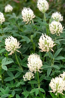 Blekgul klöver Trifolium ochroleucon 5-10 i kruka P9 Trifolium ochroleucon