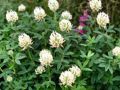 Blekgul klöver Trifolium ochroleucon 5-10 i kruka P9 Trifolium ochroleucon