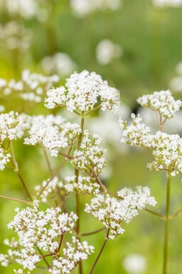 Vänderot Valeriana officinalis 5-10 i kruka P9 Valeriana officinalis