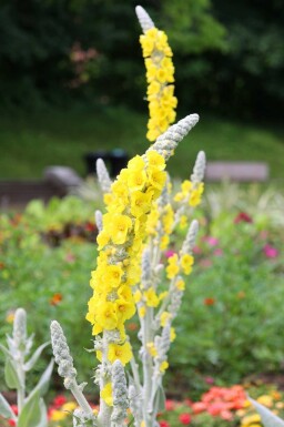 Bomullskrissla Verbascum bombyciferum 5-10 i kruka P9 Verbascum bombyciferum