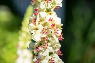Kungsljus Verbascum chaixii 'Album' 5-10 i kruka P9 Verbascum chaixii 'Album'