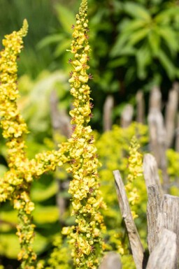 Kungsljus Verbascum densiflorum 5-10 i kruka P9 Verbascum densiflorum