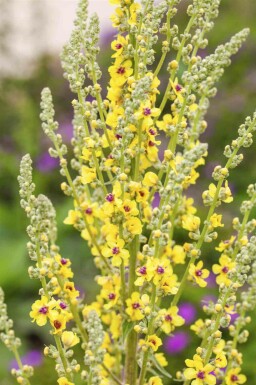 Mörkt kungsljus Verbascum nigrum 5-10 i kruka P9 Verbascum nigrum