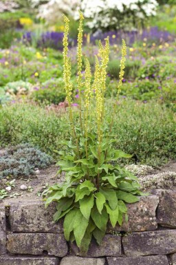 Mörkt kungsljus Verbascum nigrum 5-10 i kruka P9 Verbascum nigrum