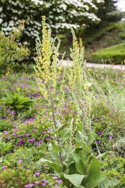 Kungsljus Verbascum olympicum 5-10 i kruka P9 Verbascum olympicum